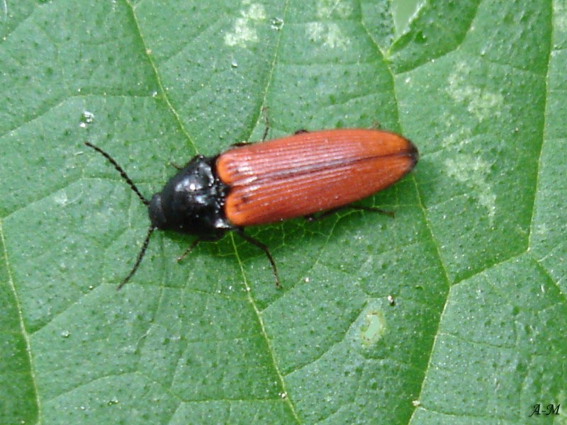 photo insecte