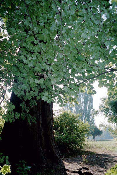 Parc de Noisiel (77) France