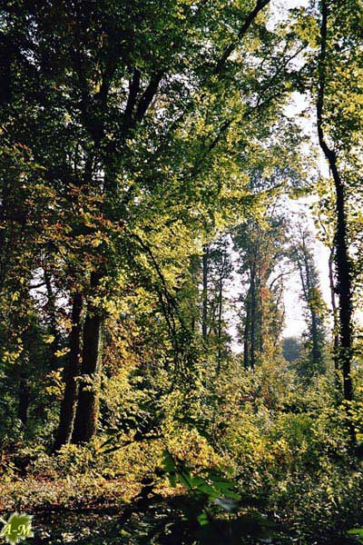 Parc de Noisiel (77) France