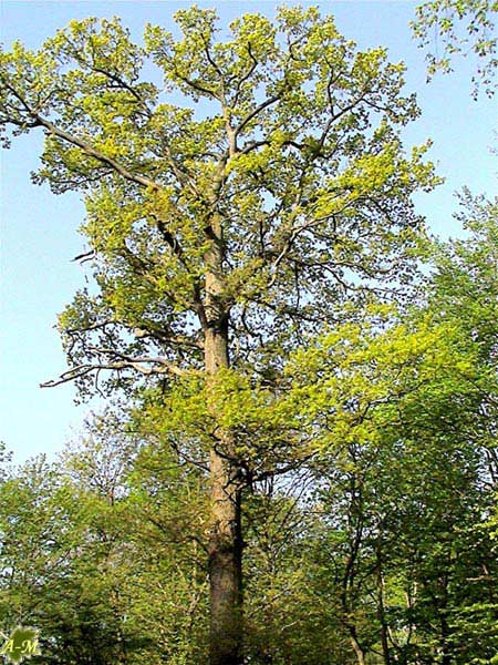 Parc de Noisiel (77) France