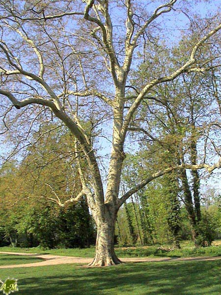 Parc de Noisiel (77) France