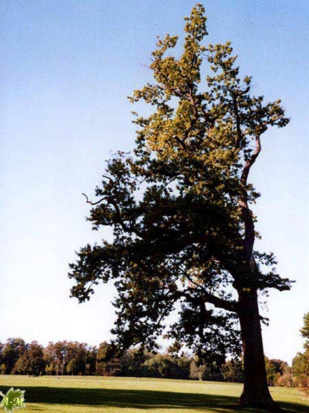 Parc de Noisiel (77) France - ch&ecirc;ne martyris&eacute; par la temp&ecirc;te de 1999