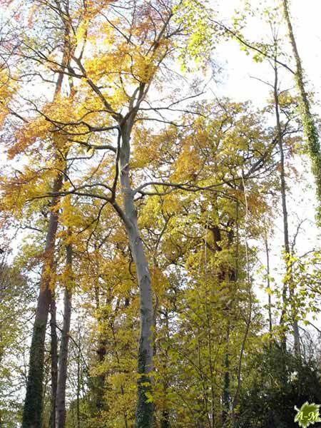 Parc de Noisiel (77) France