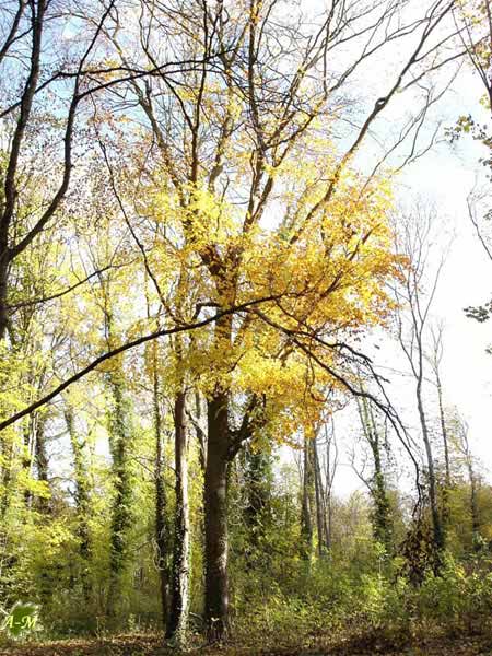 Parc de Noisiel (77) France