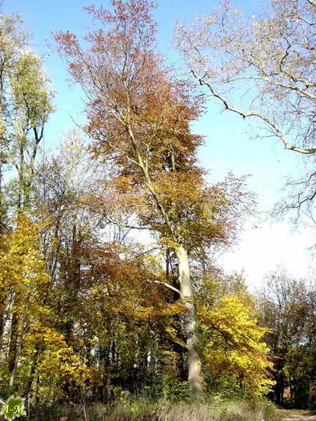 Parc de Noisiel (77) France